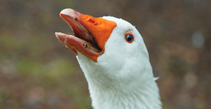 military-goose